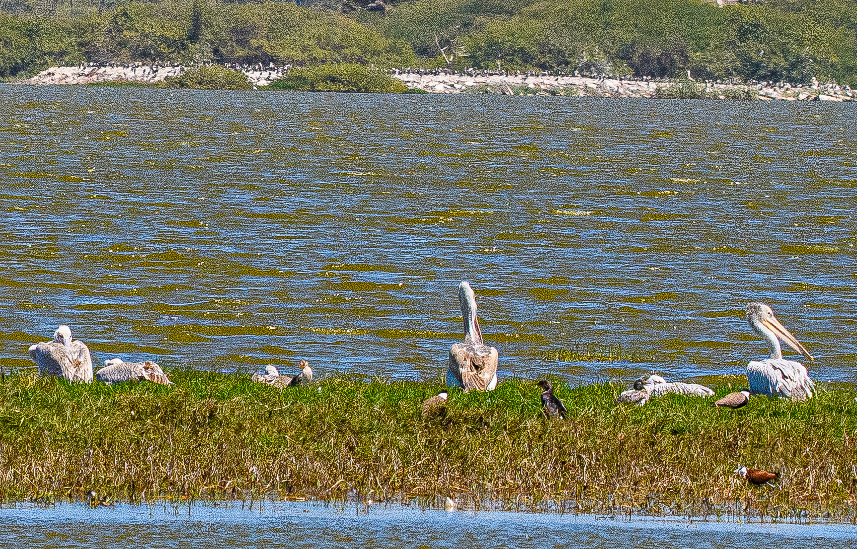 Agrandissement a posteriori du cliché précédent pris, au départ,  avec un téléobjectif de 600mm. Cet agrandissement supplémentaire révèle au loin un nombre élevé d'oiseaux qu'il ne nous avait pas été possible de comptabiliser lors de notre visite faute de lunette d'approche ou d'embarcation permettant de les approcher, Technopole de Dakar-Pikine, Sénégal. 